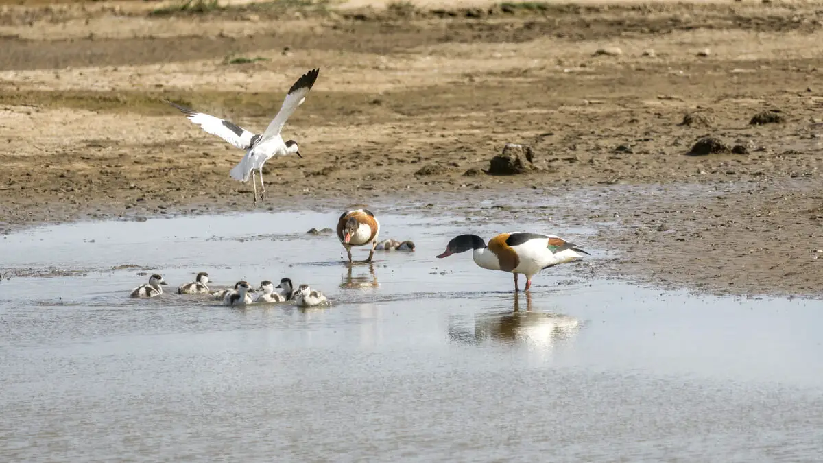 Ducks and avocets interacting at Titchwell in Norfolk