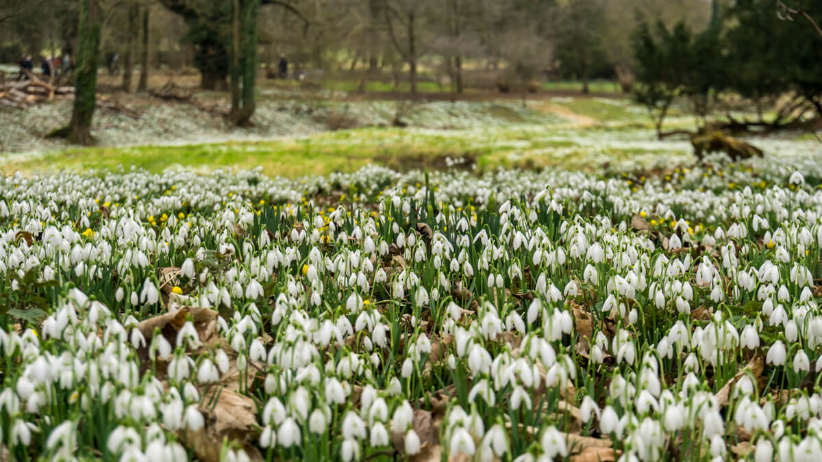 more snowdrops at Walsingham abbey