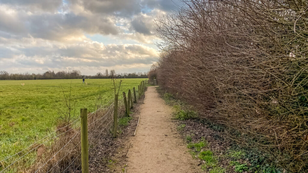 path with field on one side and bushes on the other