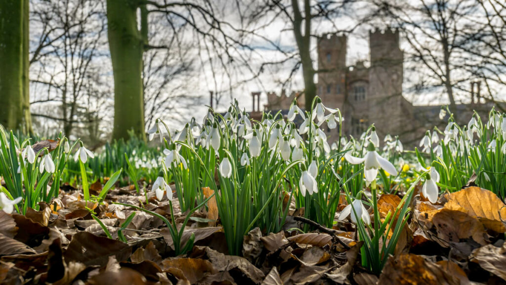 view of snowdrops with oxburgh hall blurred in the background