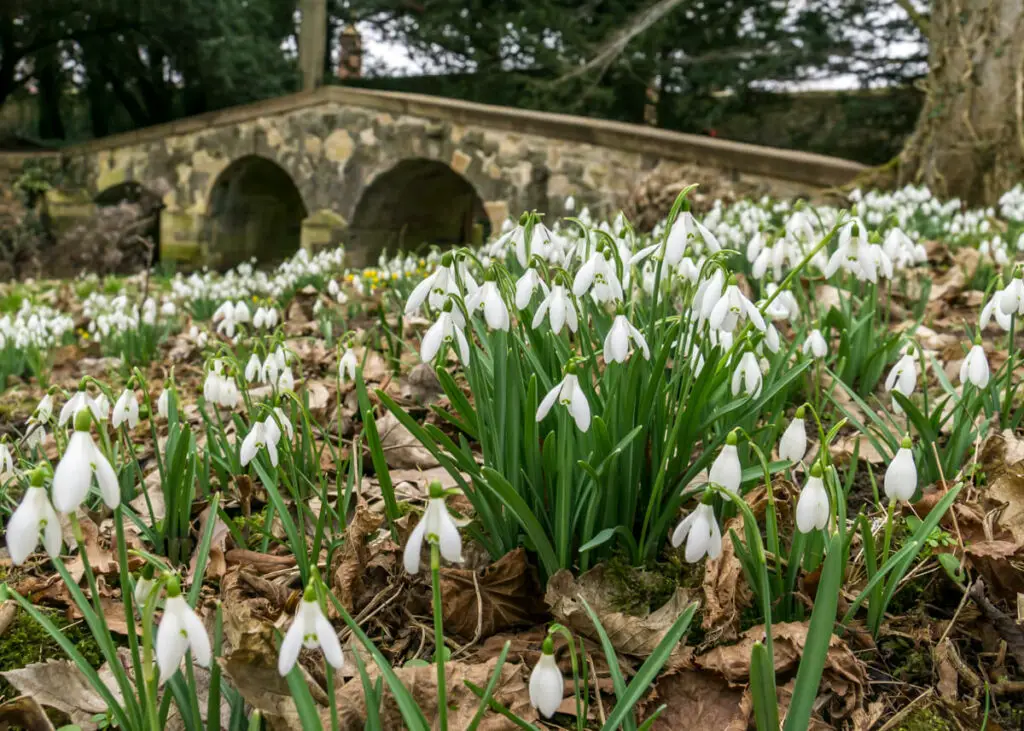 the packhorse bridge with snowdrops in the foreground at Walsingham Abbey