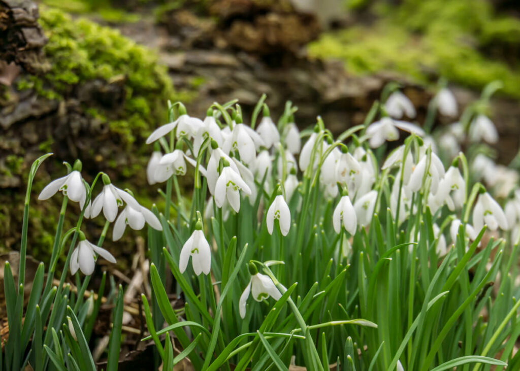 cluster of snowdrops at Walsingham Abbey