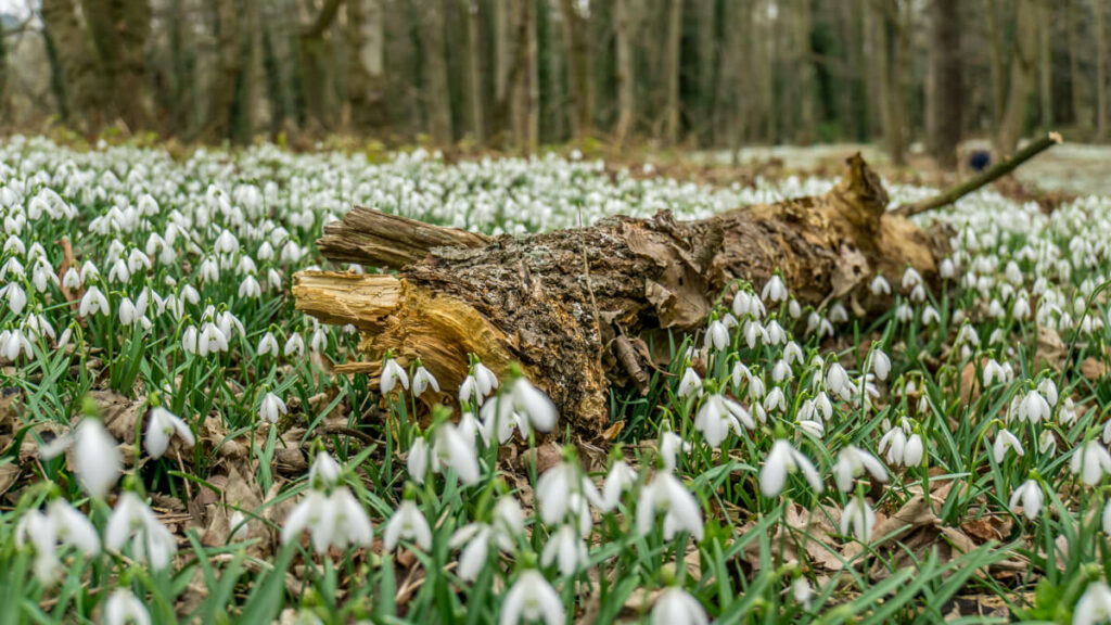 snowdrops around a piece of wood at walsingham abbey