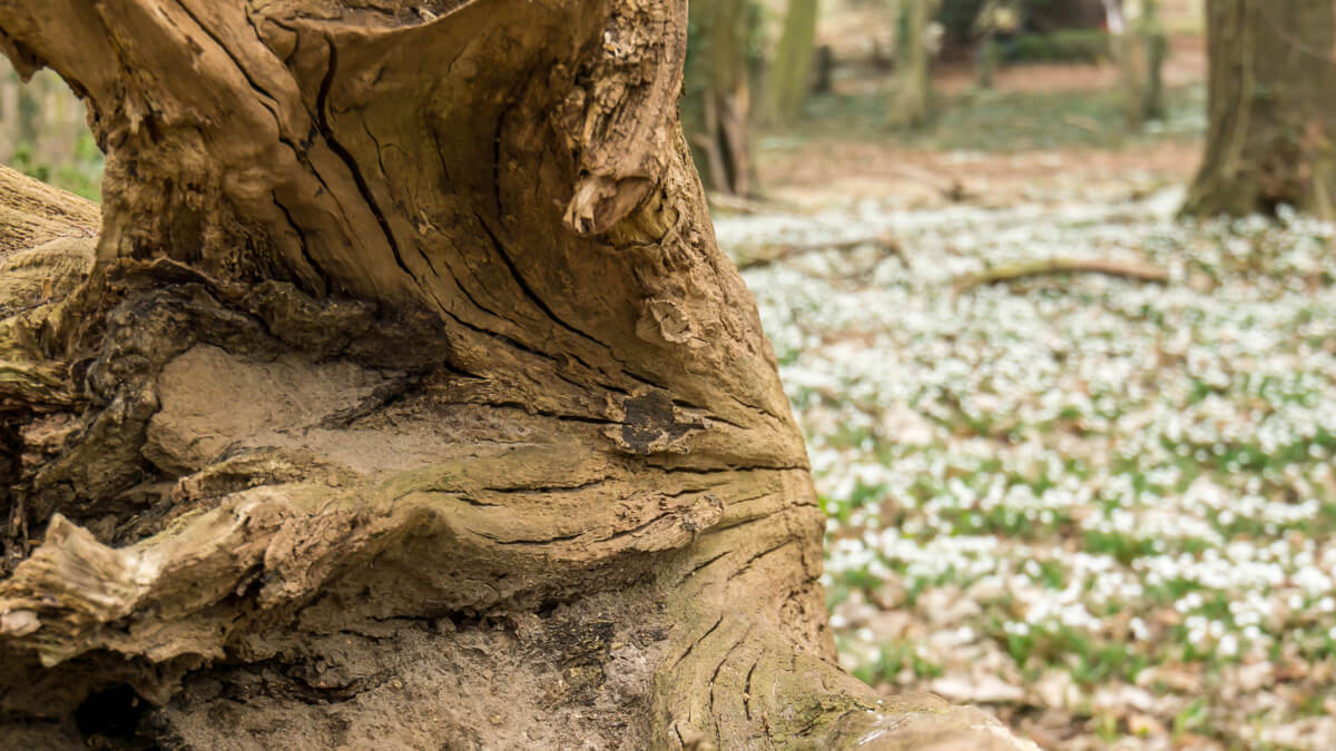 fallen tree with snowdrops