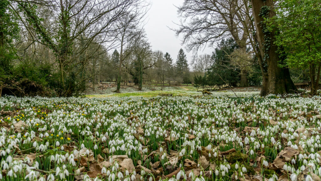 view of lots of snowdrops at Walsingham Abbey