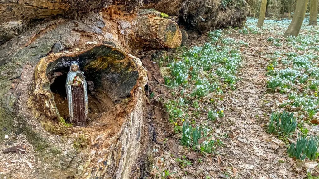 a virgin mary figure inside a hole of a tree with snowdrops next to it