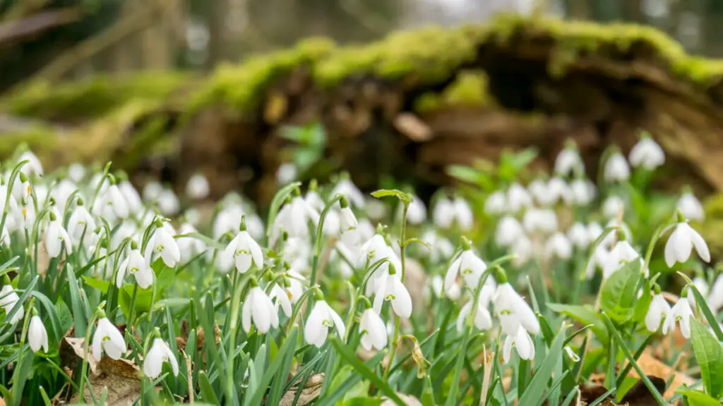 bunch of snowdrops at Walsingham abbey
