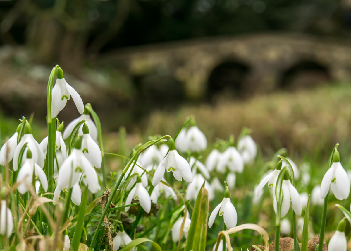 snowdrops with a blurred packhorse bridge in the background