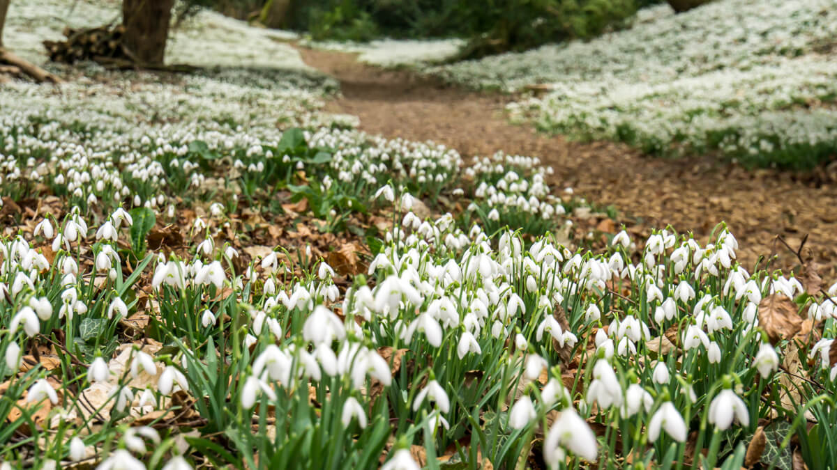 lots of snowdrops around the paths at walsingham abbey