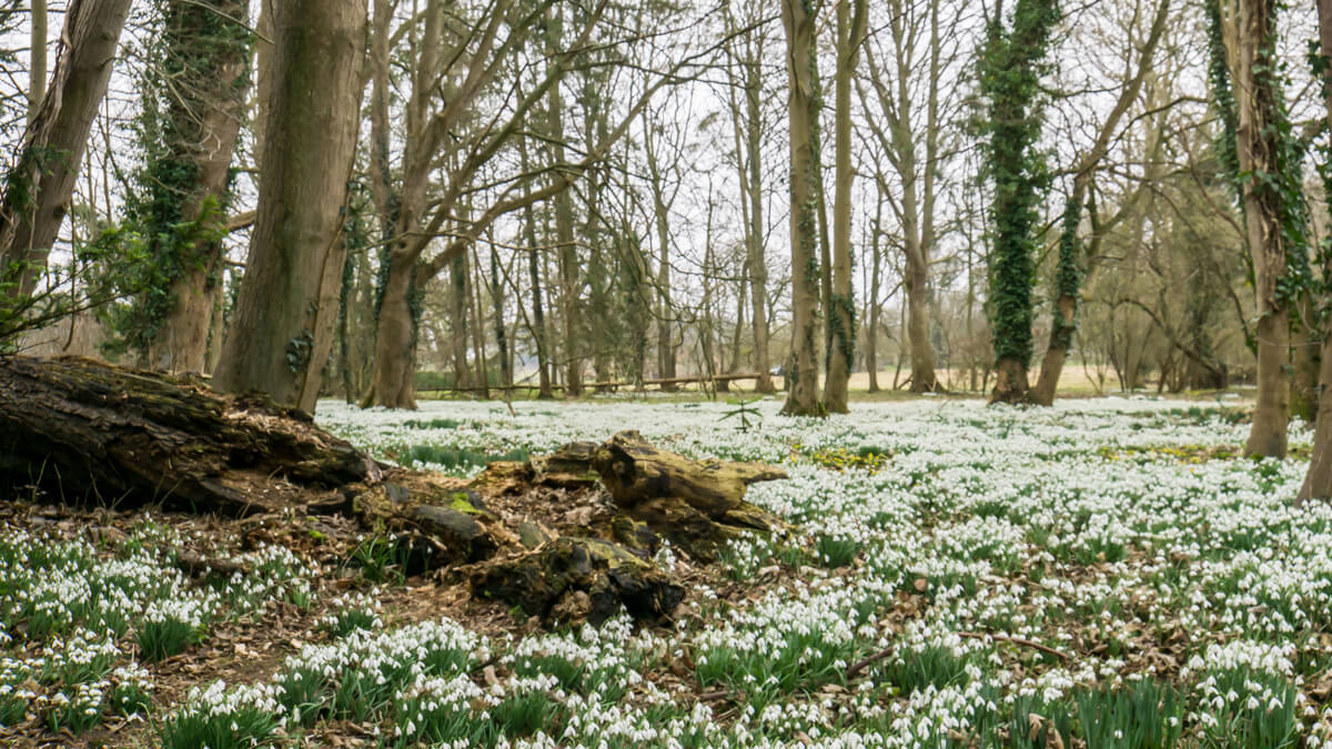lots of snowdrops in the woods at walsingham abbey