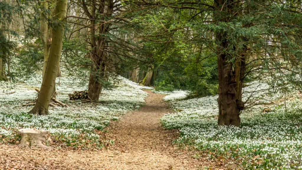 path leading through snowdrops