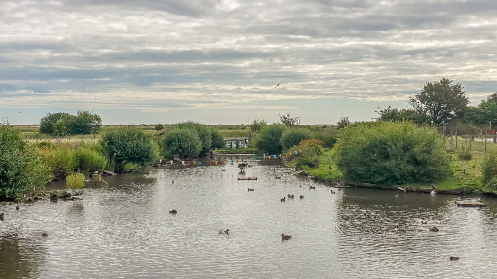 view over the blakeney duck pond filled with all kinds of water fowl