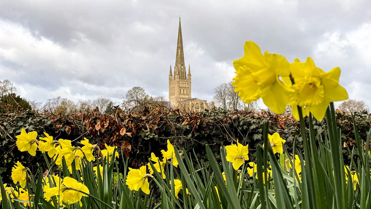 Norwich Cathedral with daffodils in the foreground