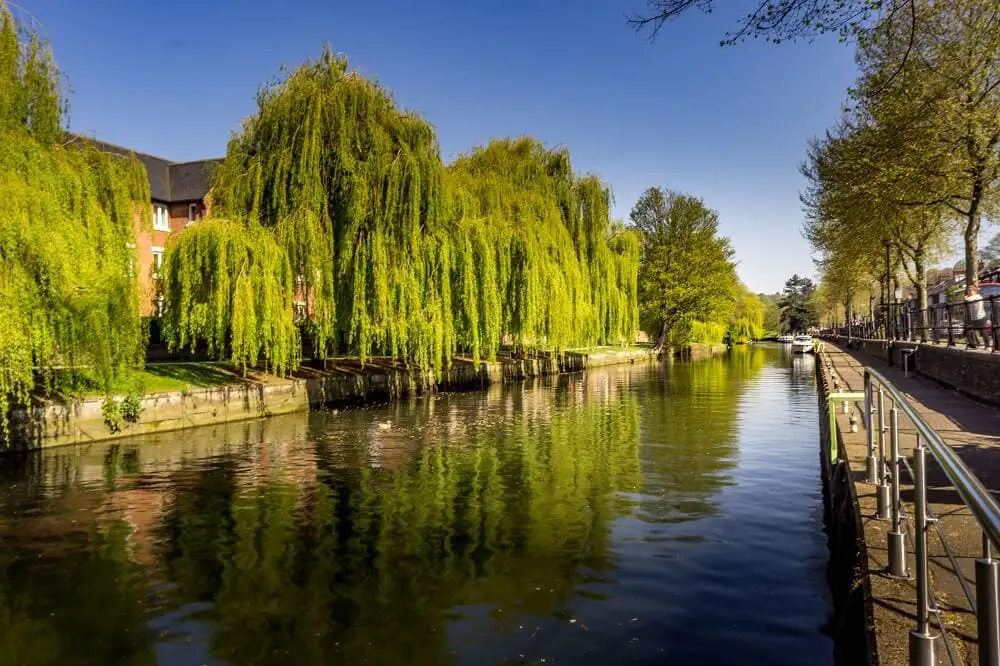 weeping willows along the riverside walk in Norwich