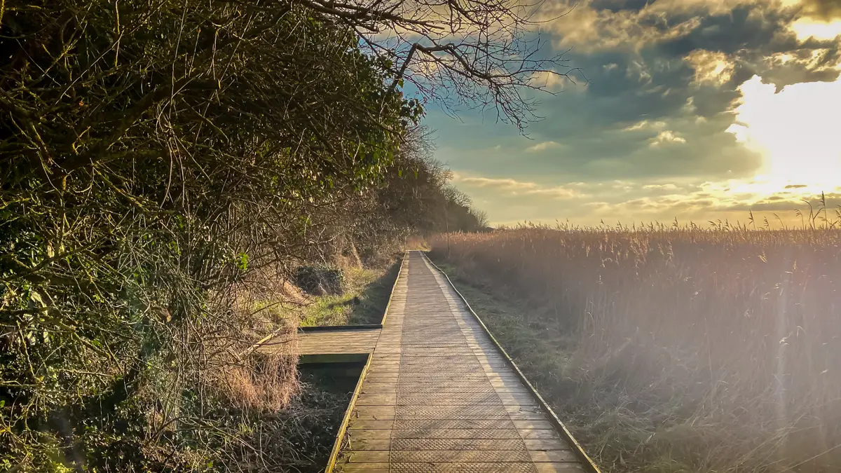 boardwalk by burgh castle in the norfolk broads with trees on one side and reeds on the other