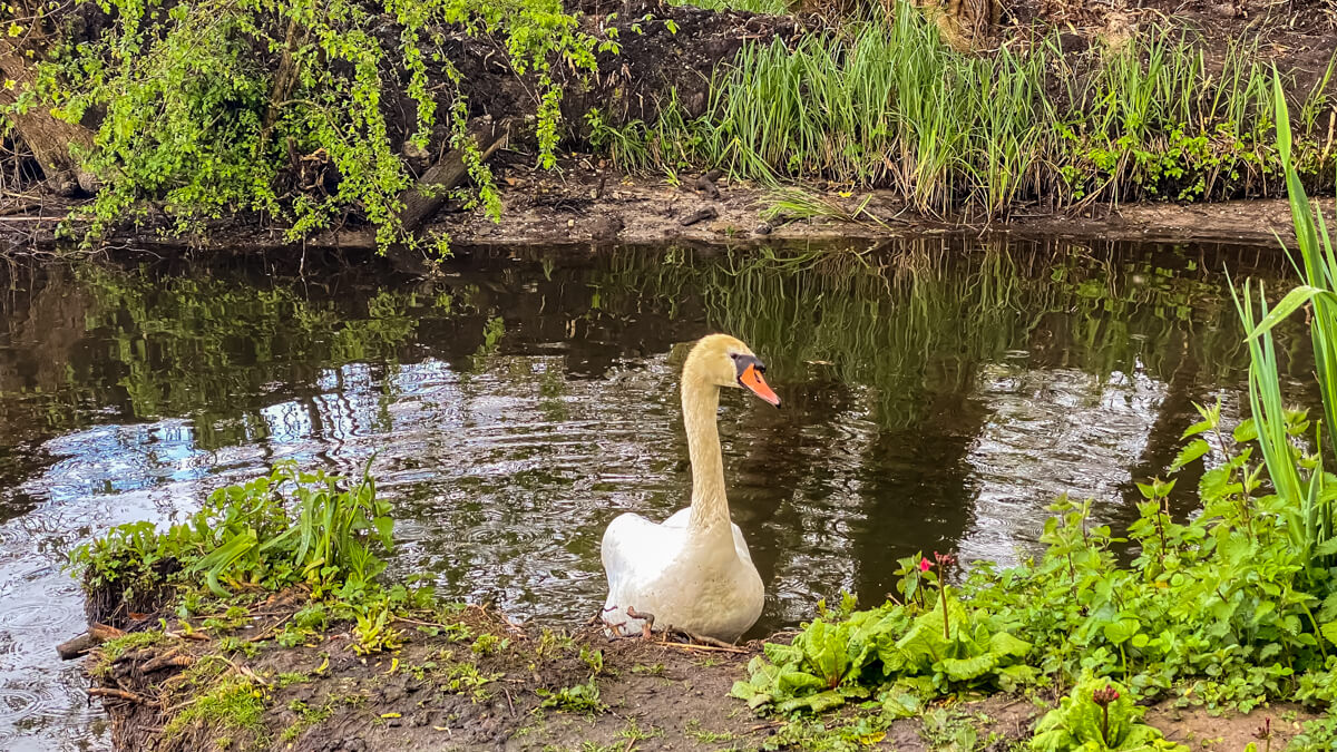 swan at fairhaven water gardens