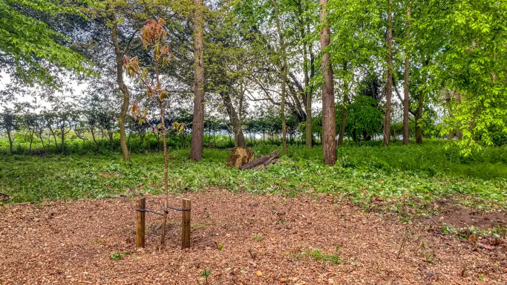 small tree planted for king charless iii at fairhaven water gardens