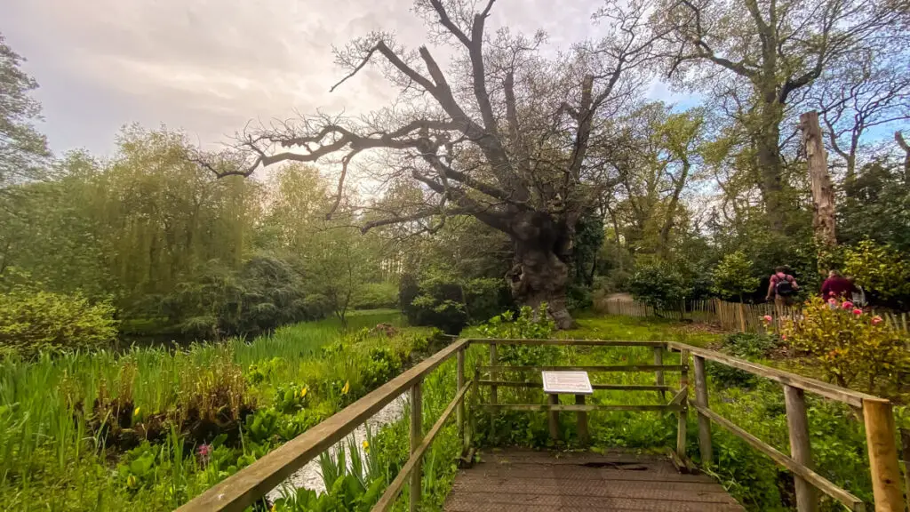 the king oak at fairhaven water garden