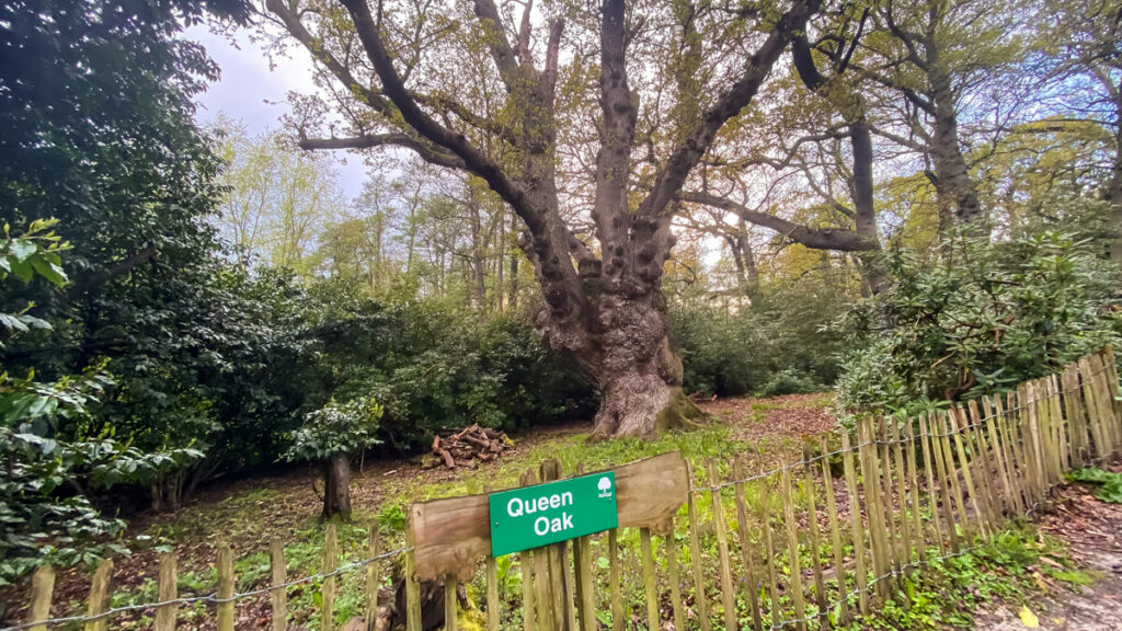 the queen oak at fairhaven water gardens