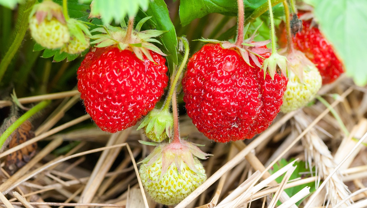 closeup of strawberries on the plant some are not quite ripe