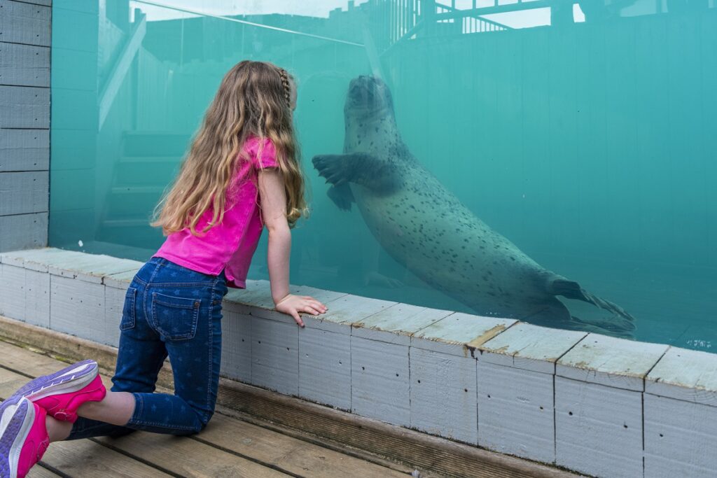 little girl looking through the glass at the seal swimming underwater at the Hunstanton Sea Life Centre
