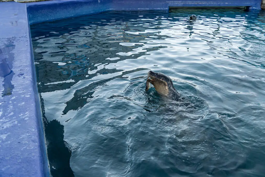 seal swimming in a pool with a fish in its mouth at the Sea Life Centre in Hunstanton