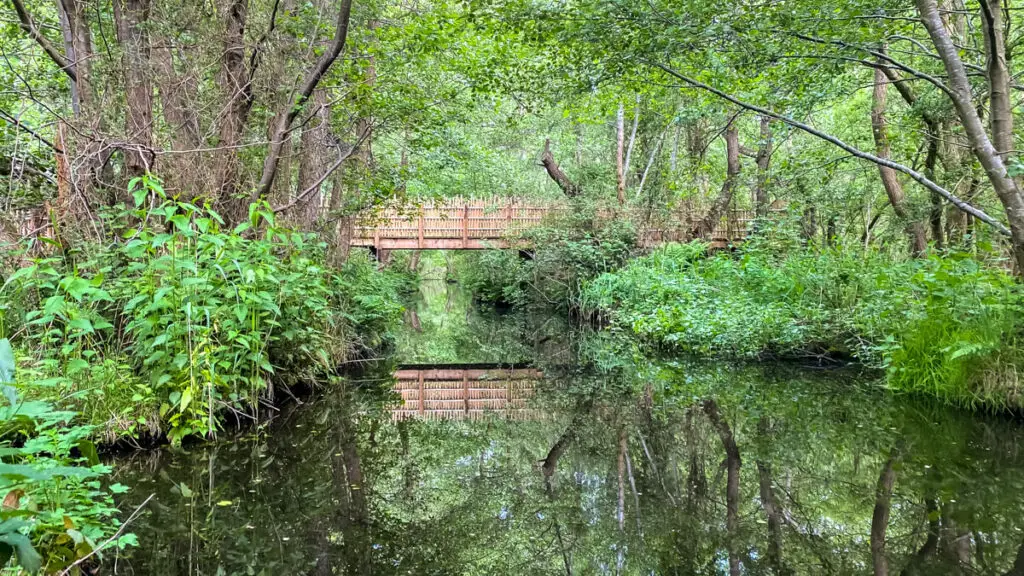 wooden bridge in lush area at bewilderwood