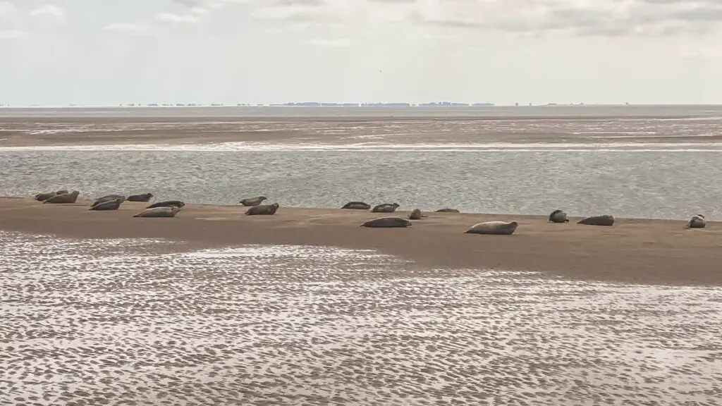 seals on a sand bar near hunstanton norfolk