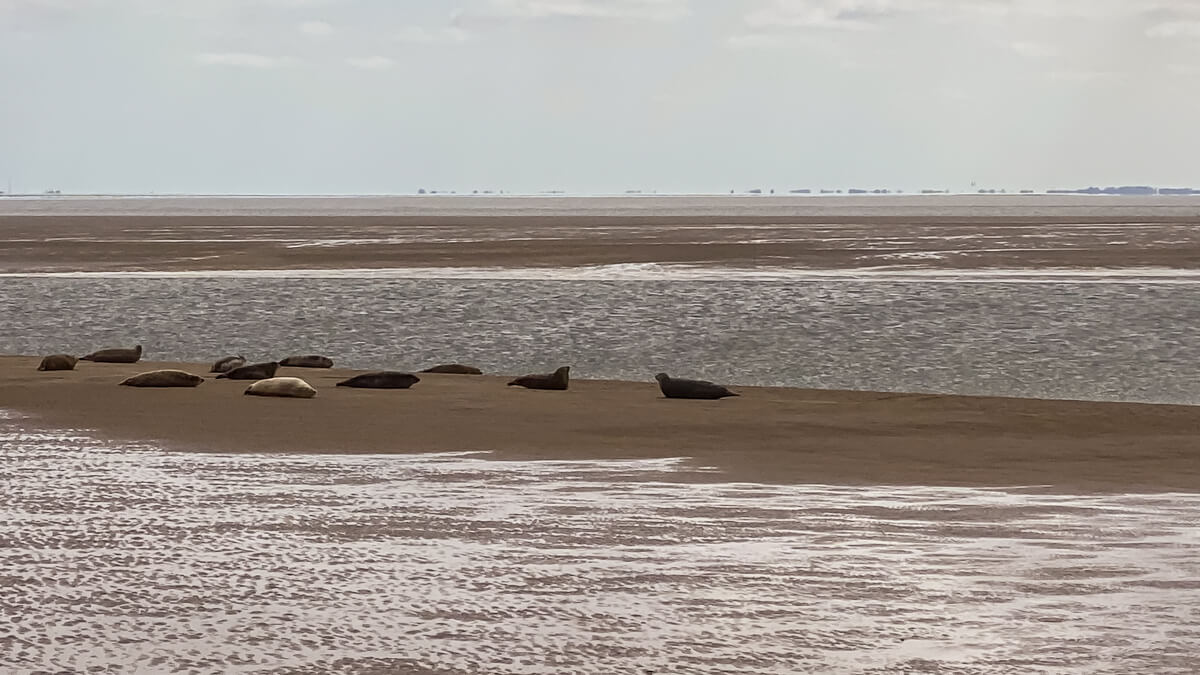 seals laying on a sandbar off the coast of Hunstanton