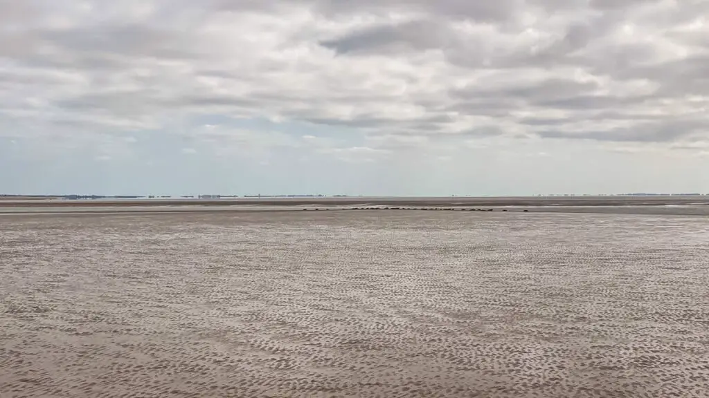 the seals look like dots in the distance