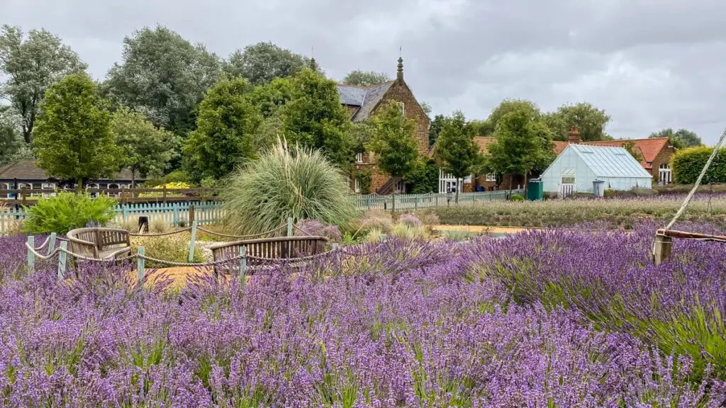 lavender in bloom at Norfolk Lavender