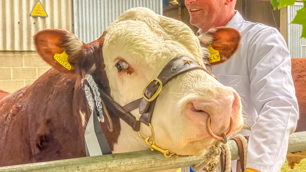 close up of a cow's face