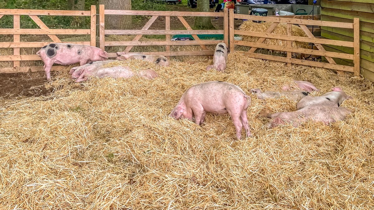 pigs at the royal norfolk show