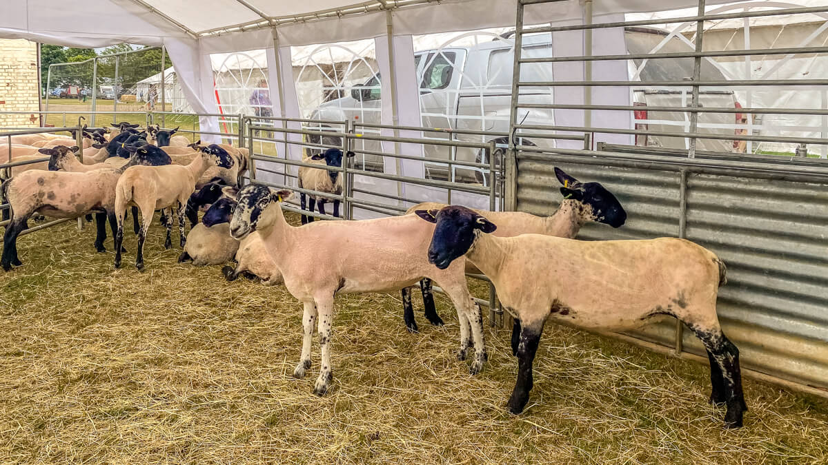 sheep at the Royal Norfolk Show