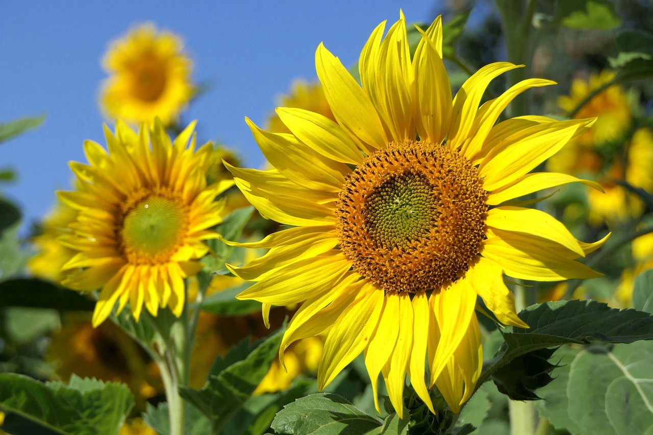 closeup of sunflowers