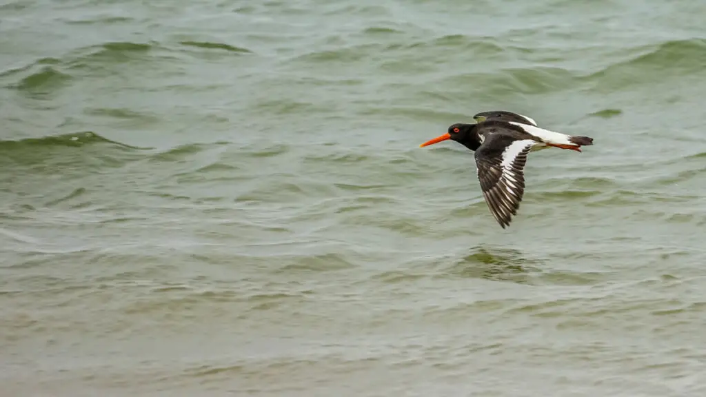 oystercatcher flying above the water at scolt head island