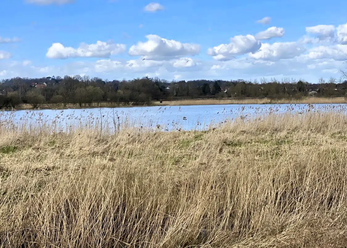 view across one of the bodies of water at the thorpe marshes nature reserve by Norwich