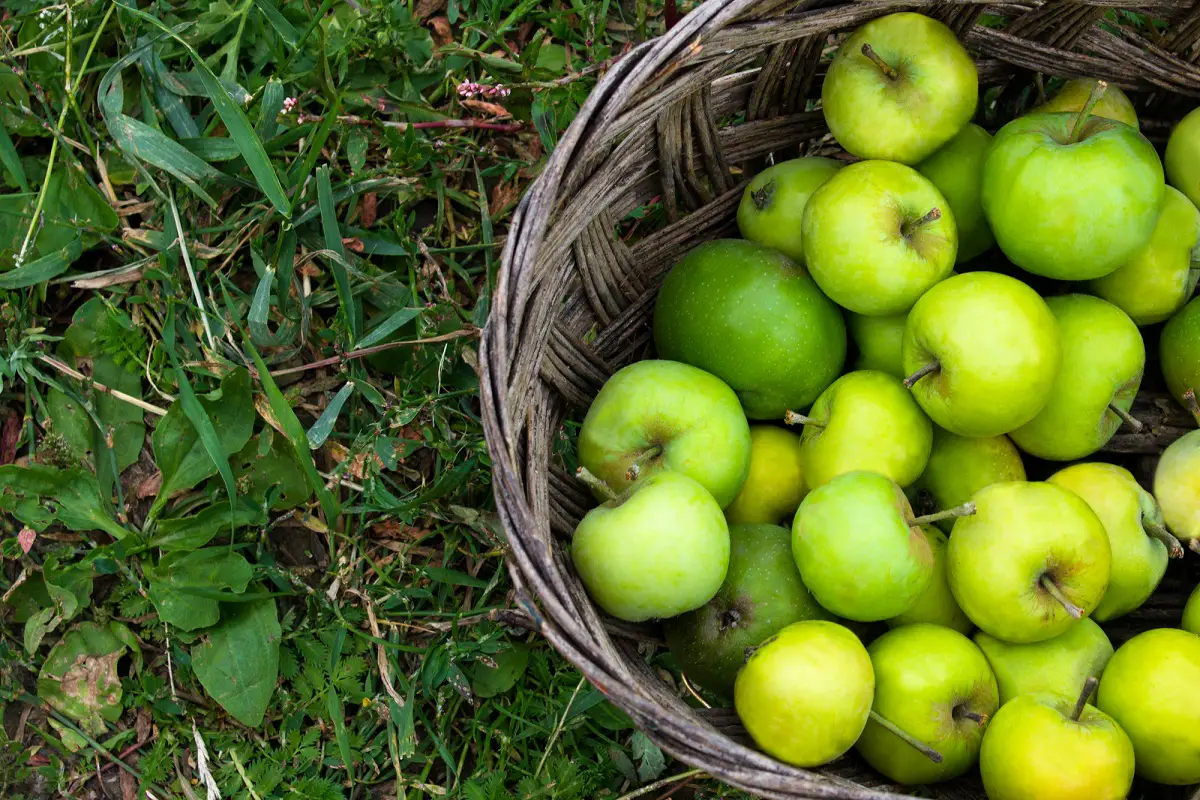 freshly picked apples in a basket in Norfolk