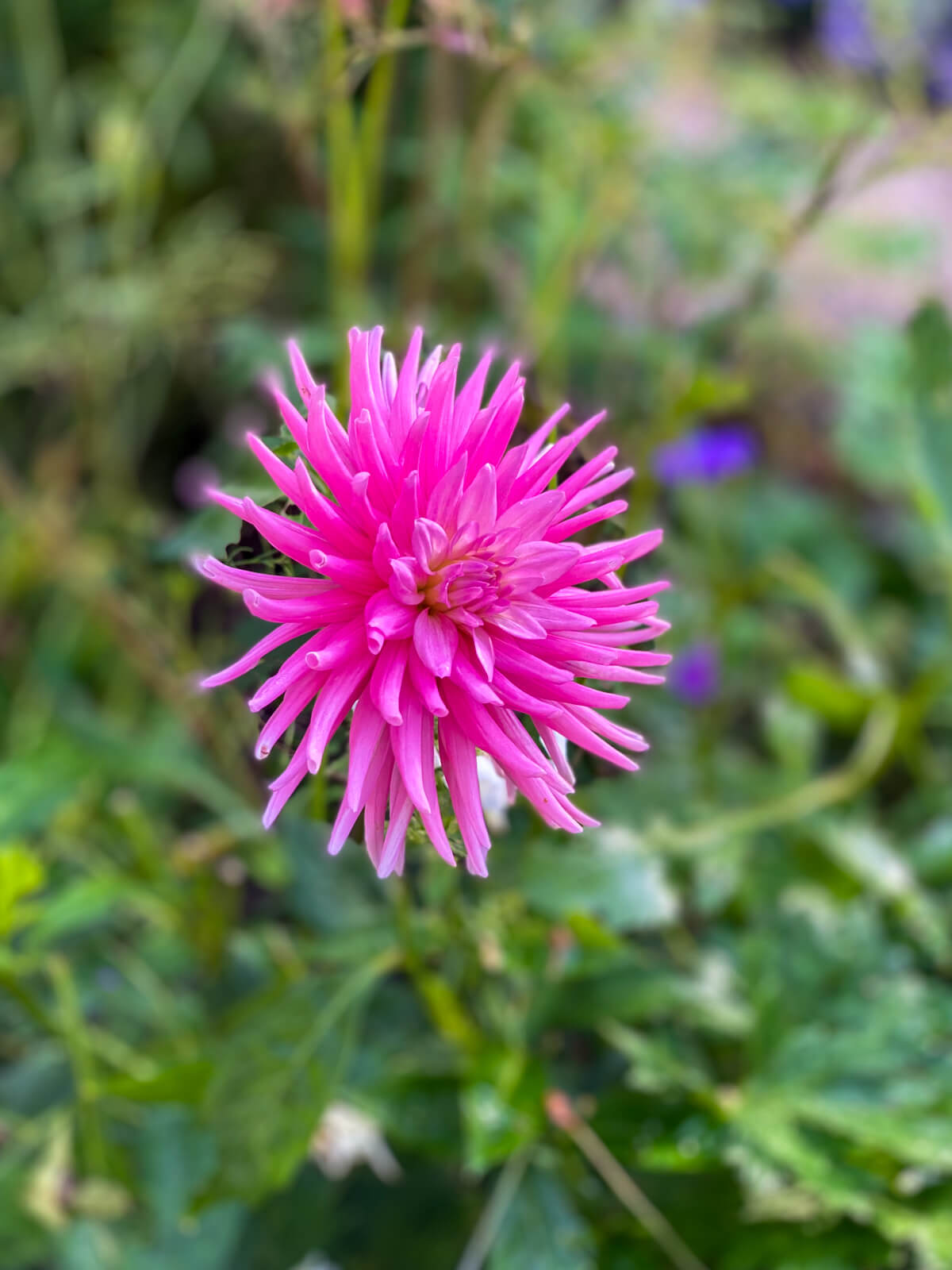 pink flower with blurred background at Plantation Garden Norwich
