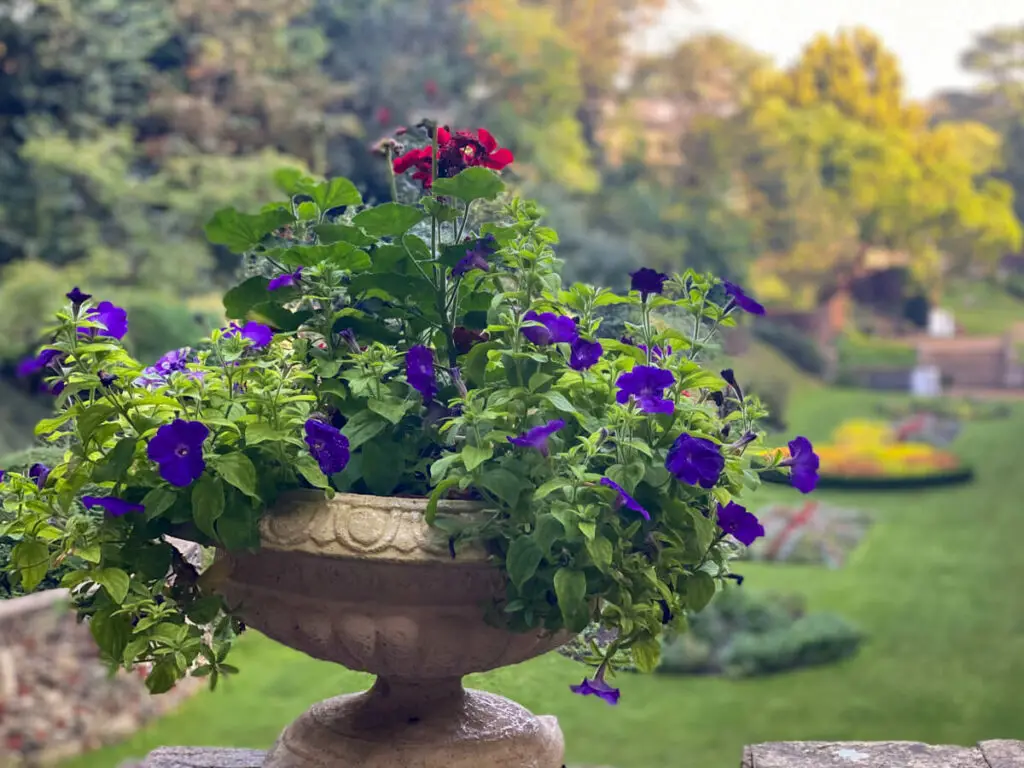 planted pot of flowers with green blurred background of the plantation garden norwich