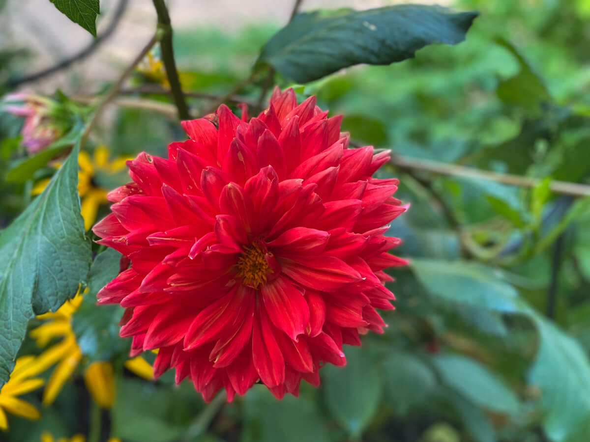 red flower with blurred background taken at plantation garden norwich